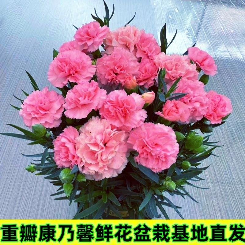 康乃馨盆栽石竹花室内阳台绿植花卉好养活四季开花室内阳台鲜花