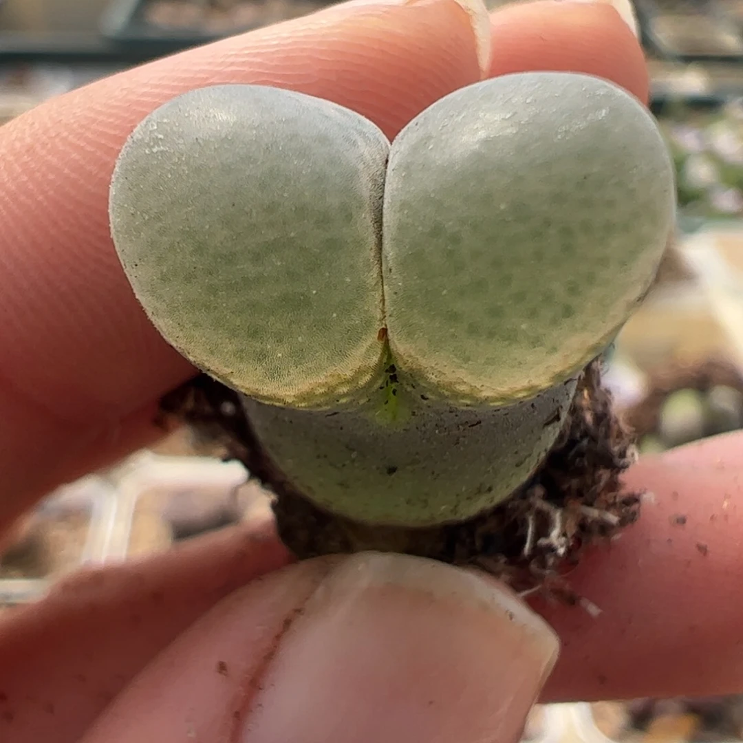 你****160 好看的多肉冲冲冲