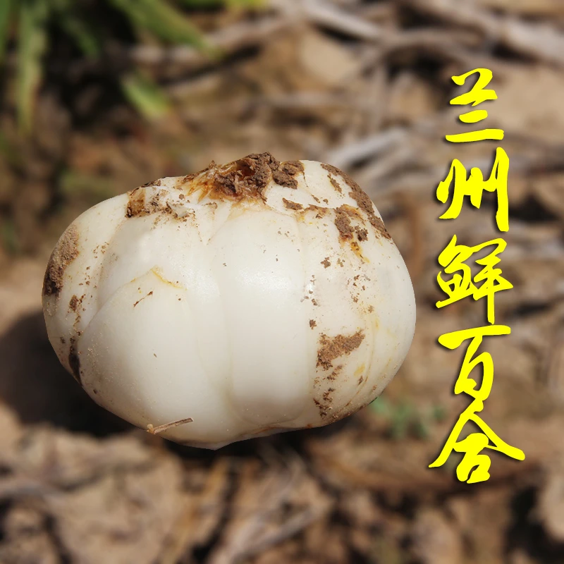 味美拉客兰州百合新鲜甜百合甘肃特产特优品质一袋3颗