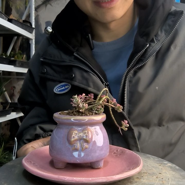 茹小盆景小植物一物一拍135