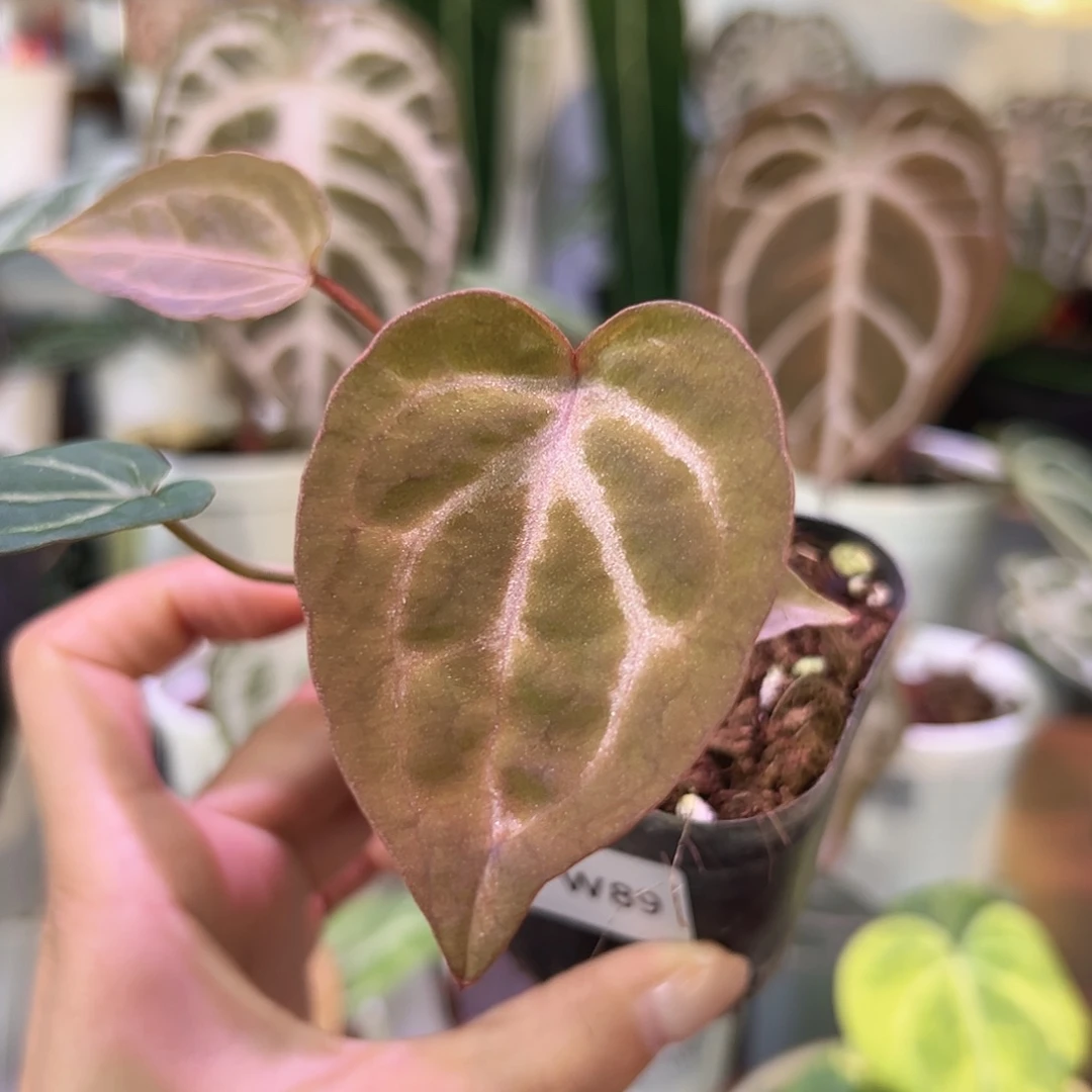 无花朵个体紫脉水晶W89