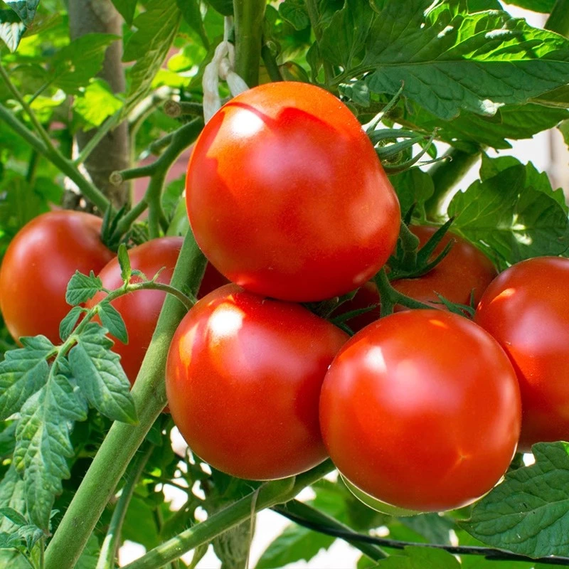 大西红柿种子白果强丰番茄种老品种大红果沙瓤蔬菜种孑春季菜籽种