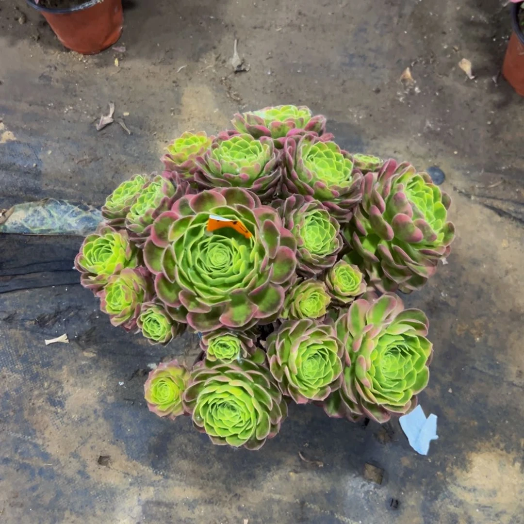 Y***-143奶白多肉8888888