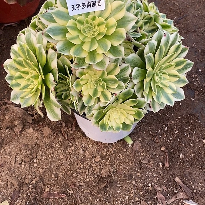 多肉植物伊丽莎白070多肉