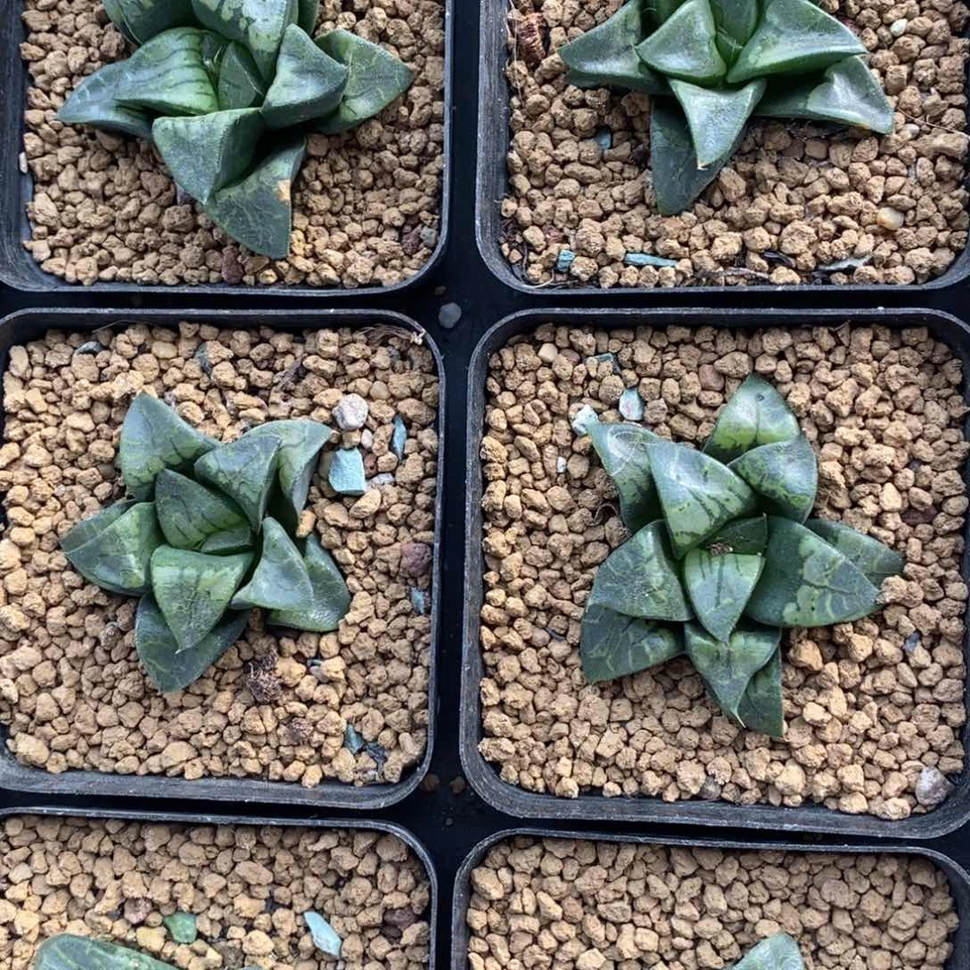 一颗实生假面 高货 超级福利