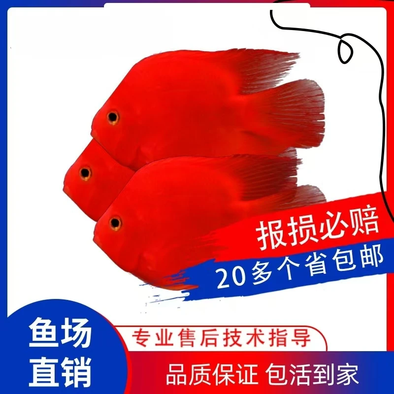 血红鹦鹉鱼发财鱼热带观赏鱼招财观赏鹦鹉鱼热带鹦鹉鱼