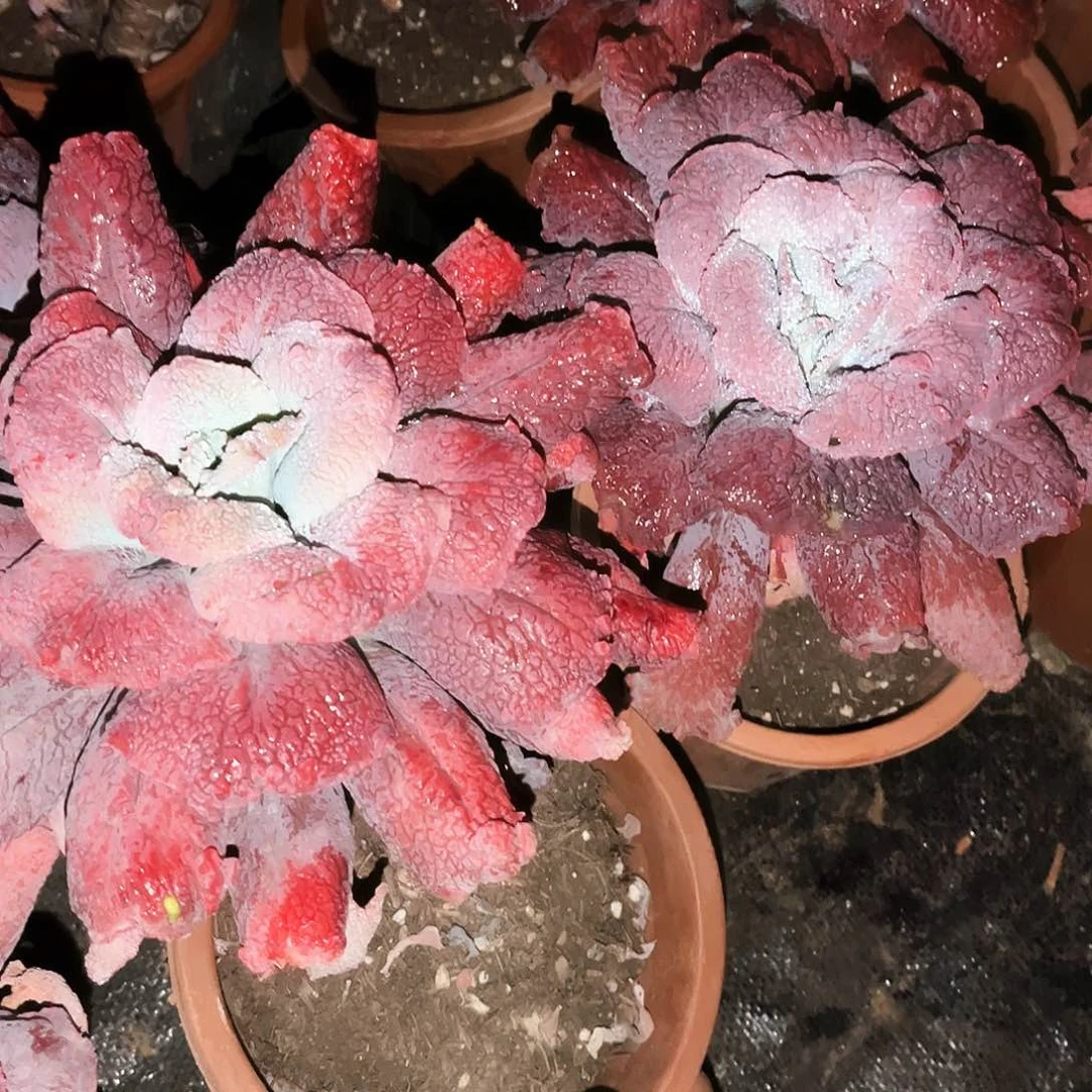 男爵13.99多肉植物