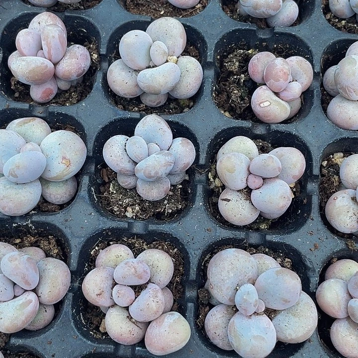 小奶酪1元带土发