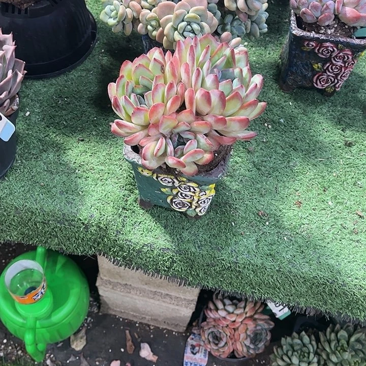 ****喵明星变异多肉植物保护147
