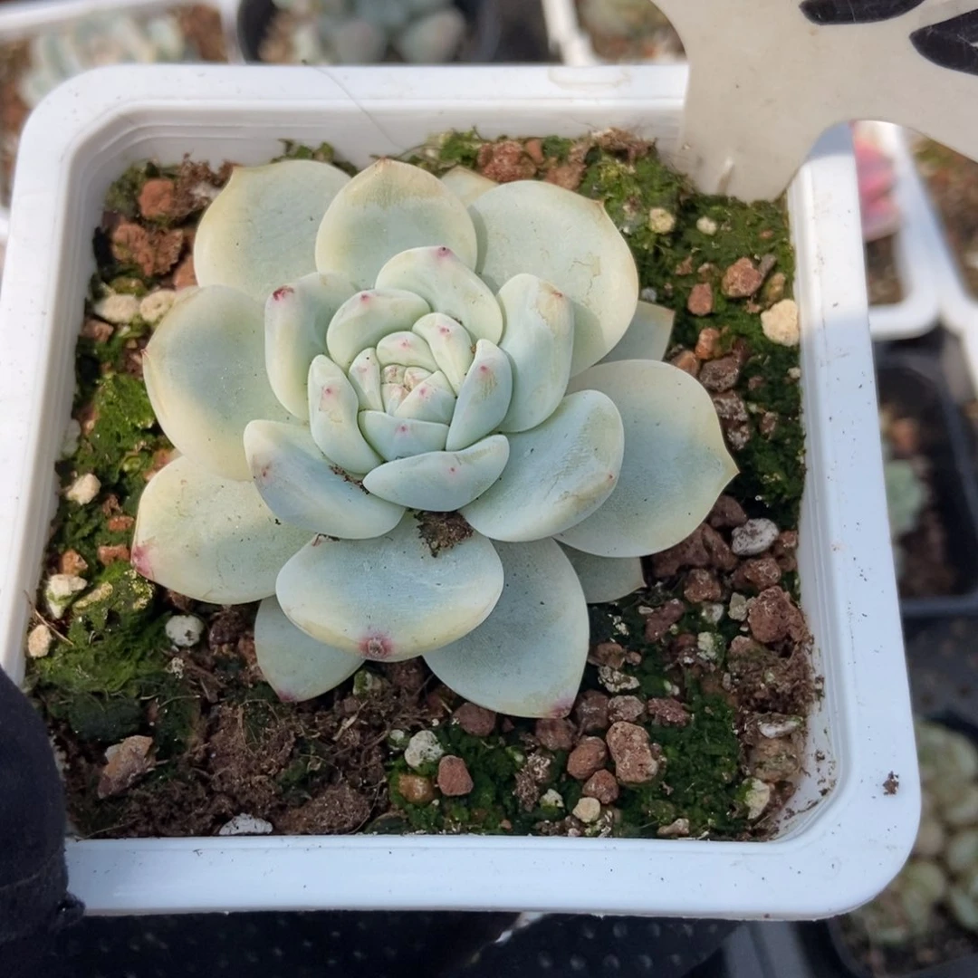 1032梦露锦多肉植物保护