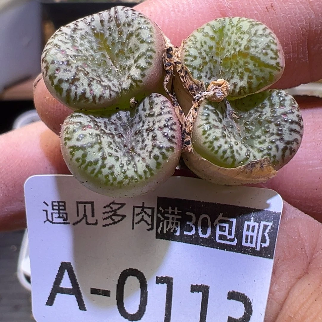 多肉植物1111111111111