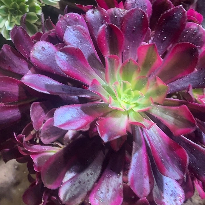 美杜莎一棵脱土15.8