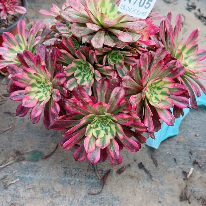 705舞天姬多肉植物植物