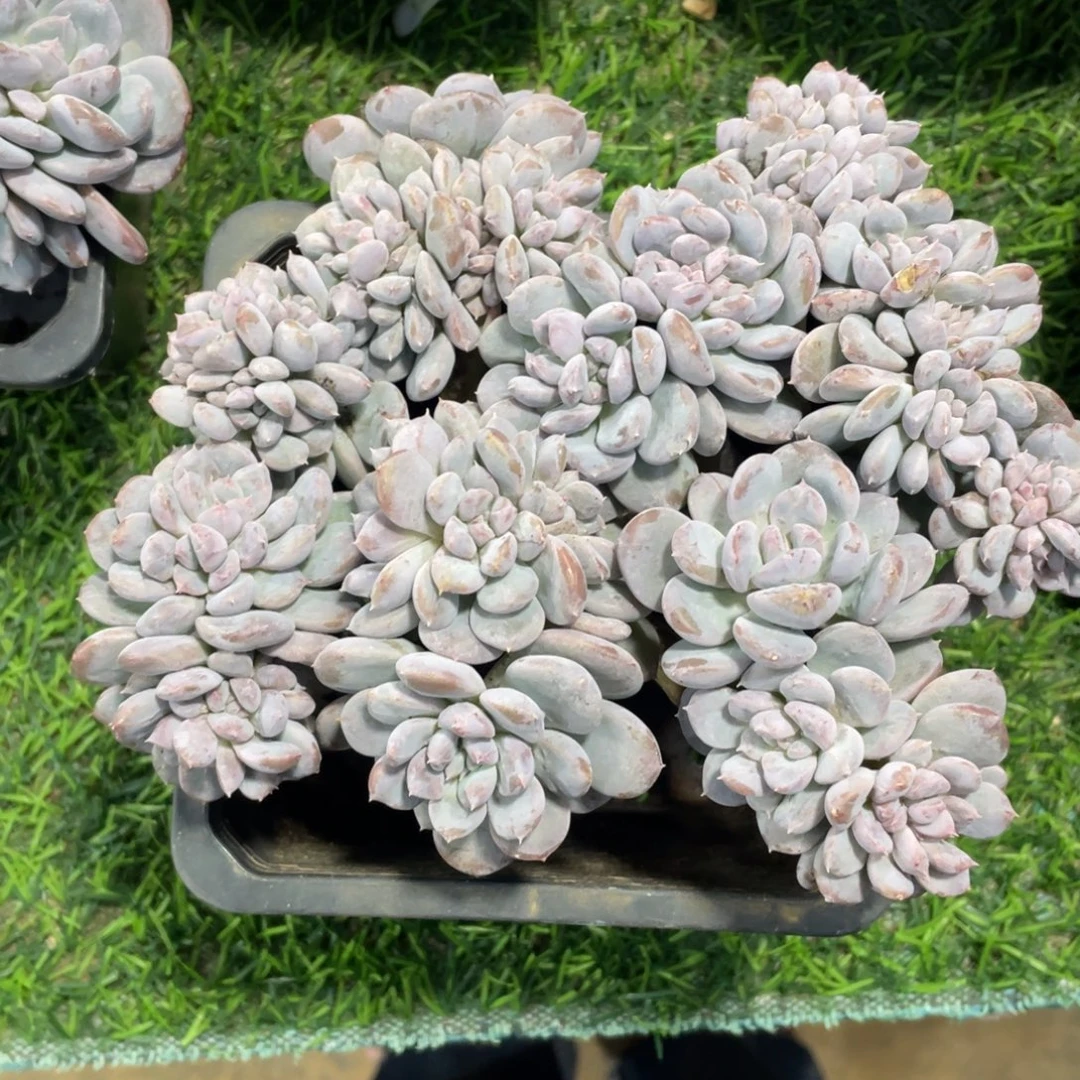 菩提子石化冠幅17 公分一物一拍