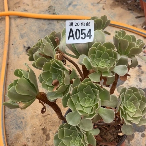 054柠檬玫瑰不包断枝