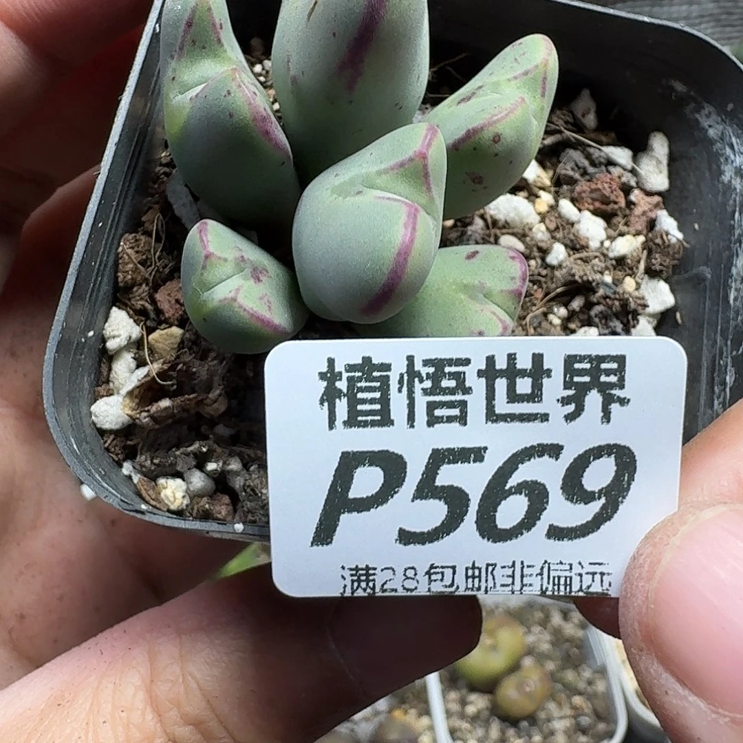 多肉植物的人啊fhhi