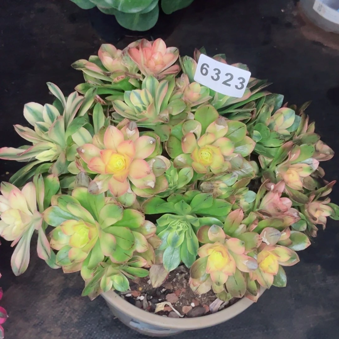 龙**?荷花多肉发货发货