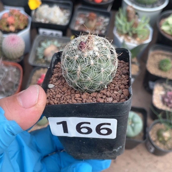 166实生白琥娇丽