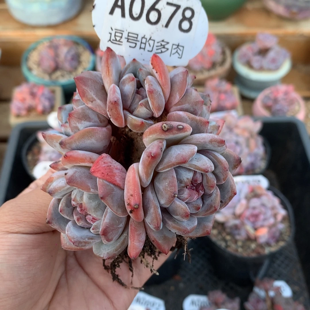 A0678 星影老桩 有砍 8.5cm