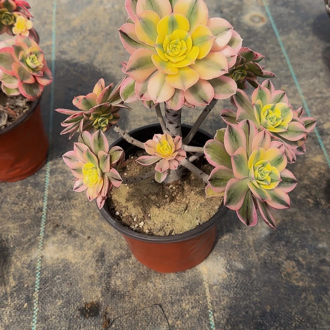 多肉植物灿烂老庄