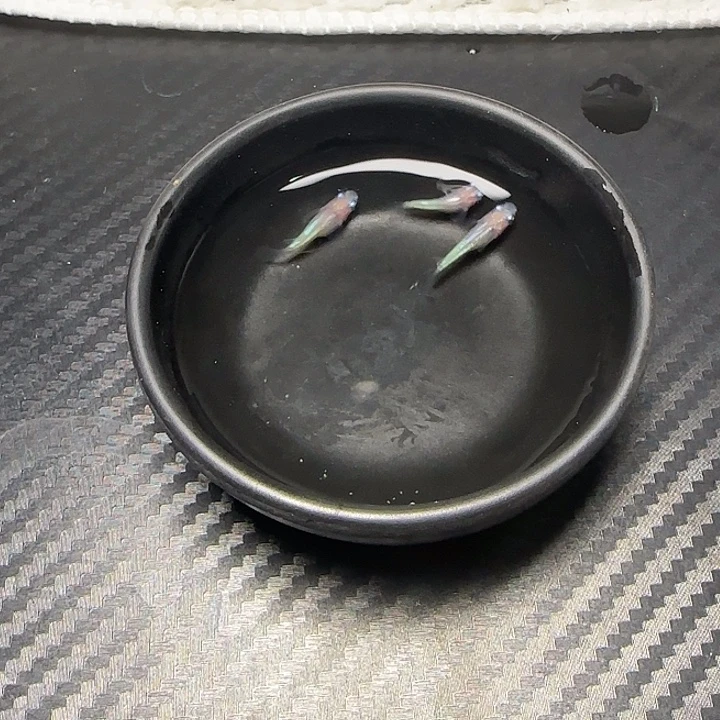青鳉鱼003萤火虫短球体