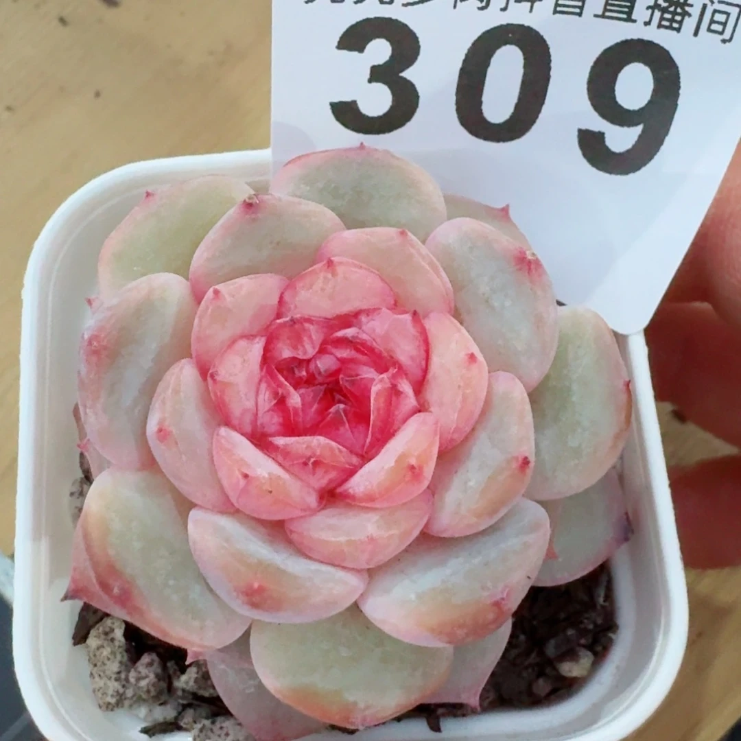 孤品         精品多肉