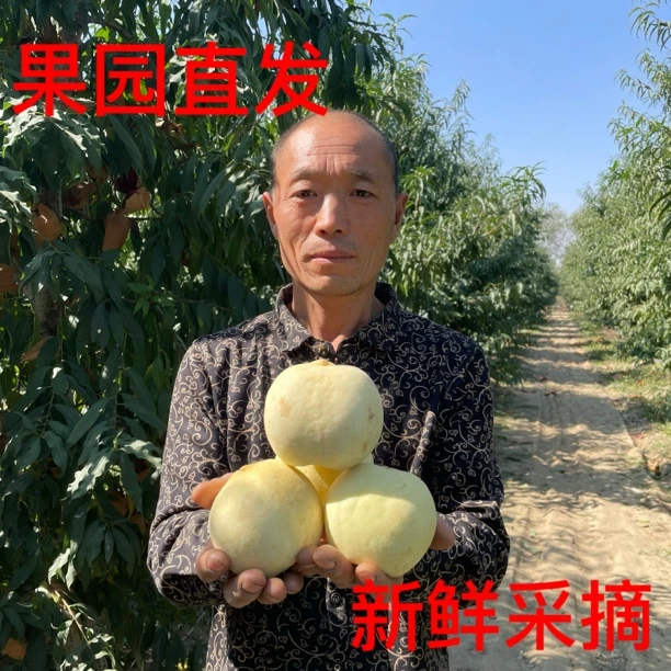 正宗河南驻马店冬蜜桃新鲜应季孕妇脆甜爽口