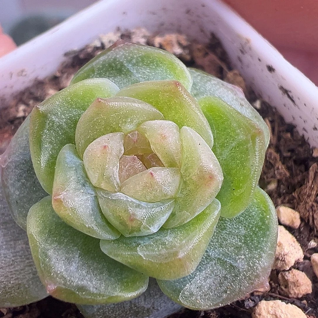 风花雪月孤品 小花朵