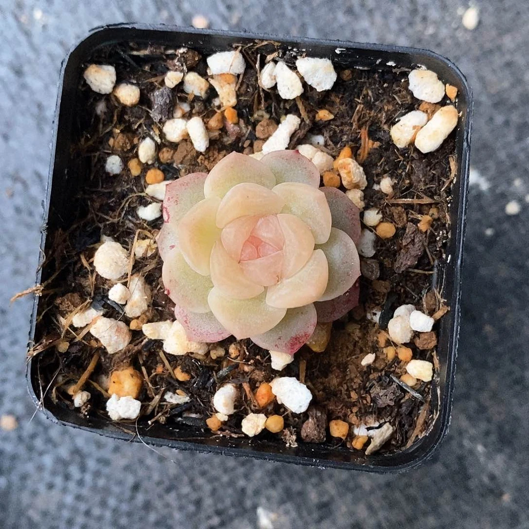 响当当啊哈好想笑哈哈