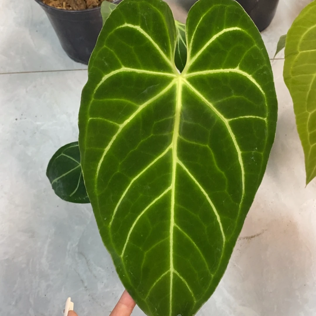 不开花植物11  水晶杂帝王