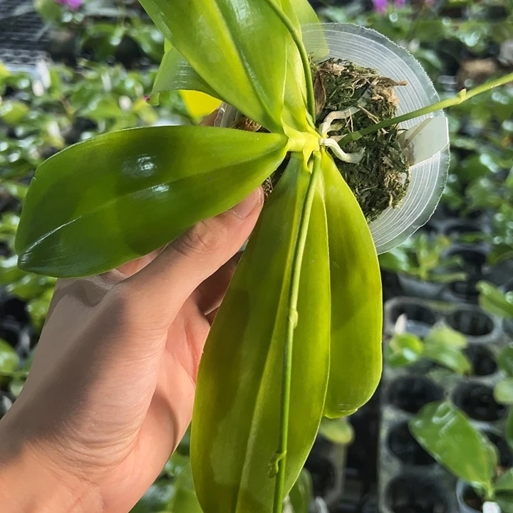 完全开放红白跳蝴蝶兰