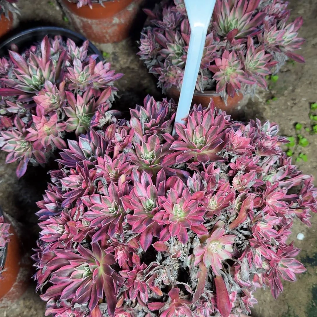 4131凤凰超白多肉法师