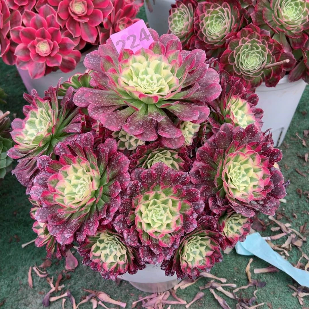 224同花顺绿体法师