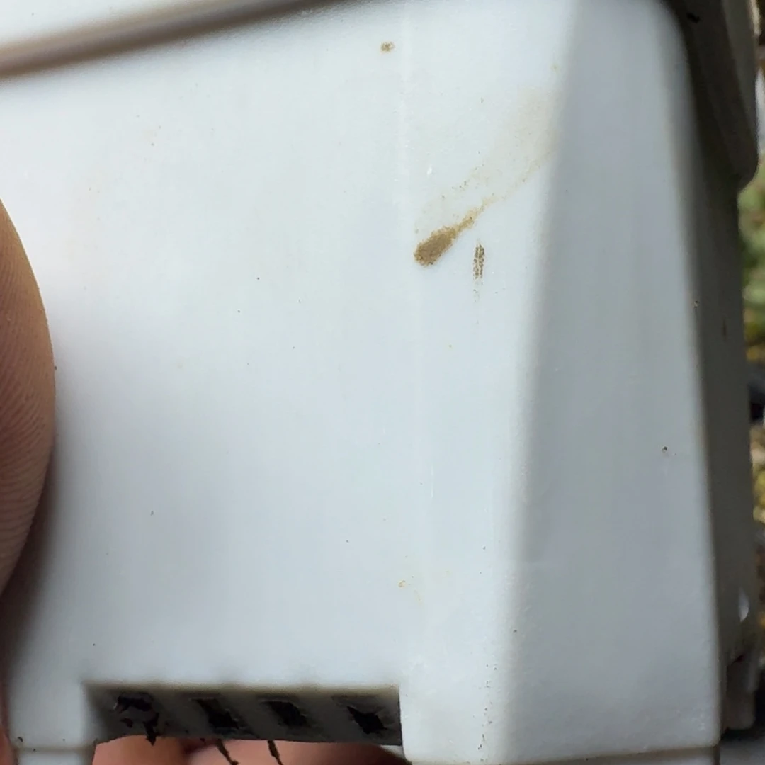 小**奈多肉植物枝干番杏