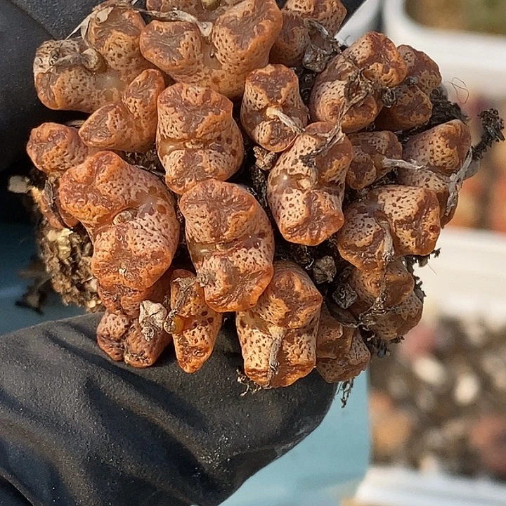 桃喜花园0223-20勋章