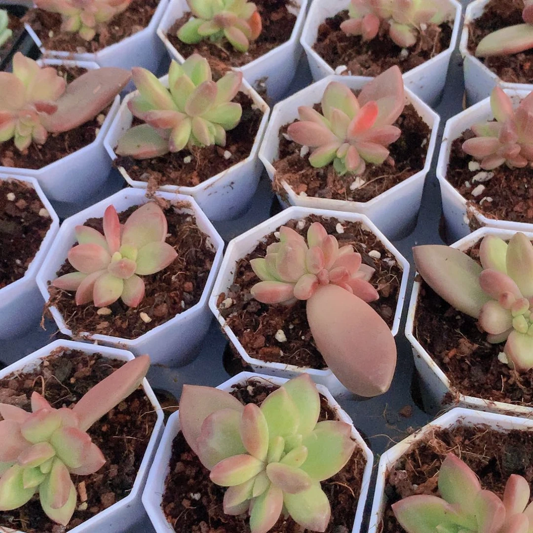 迷雾泡泡2456788999900