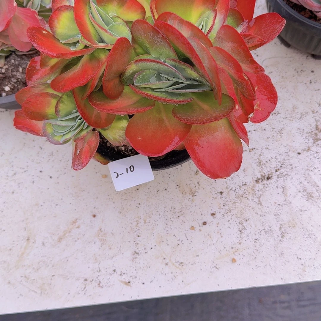 沉***调2-10唐印锦缀多肉植物