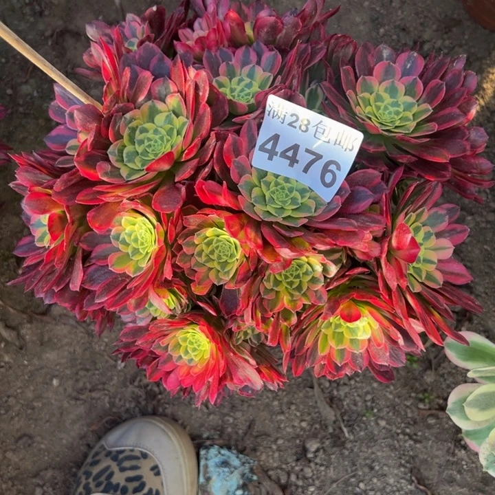 4476朝霞多肉植物