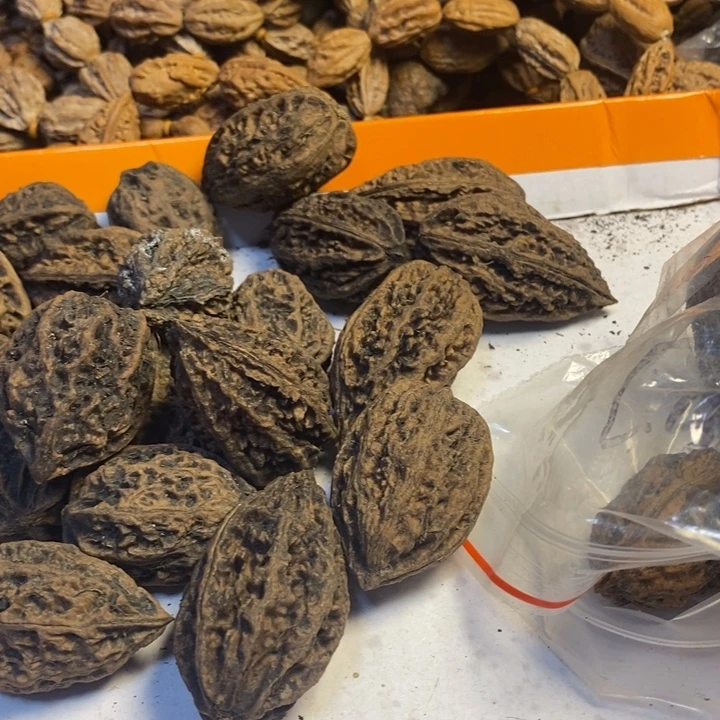 八***桂文玩核桃吊坠东北特产295