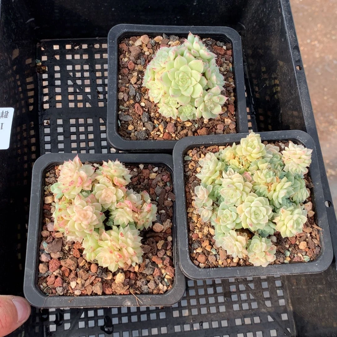 1213-60 套餐一组