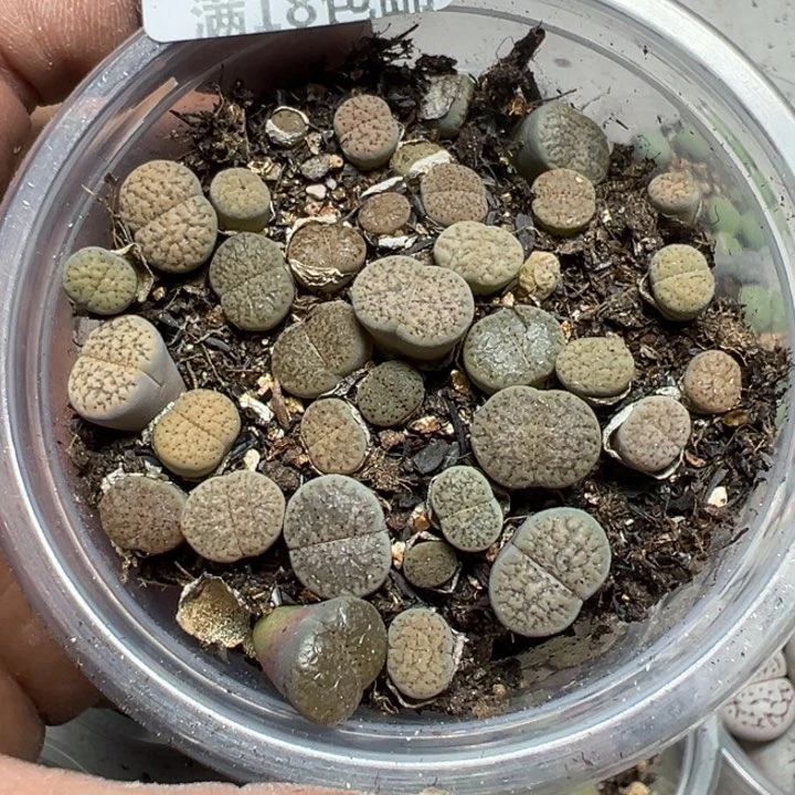 【闪购商品】1108。