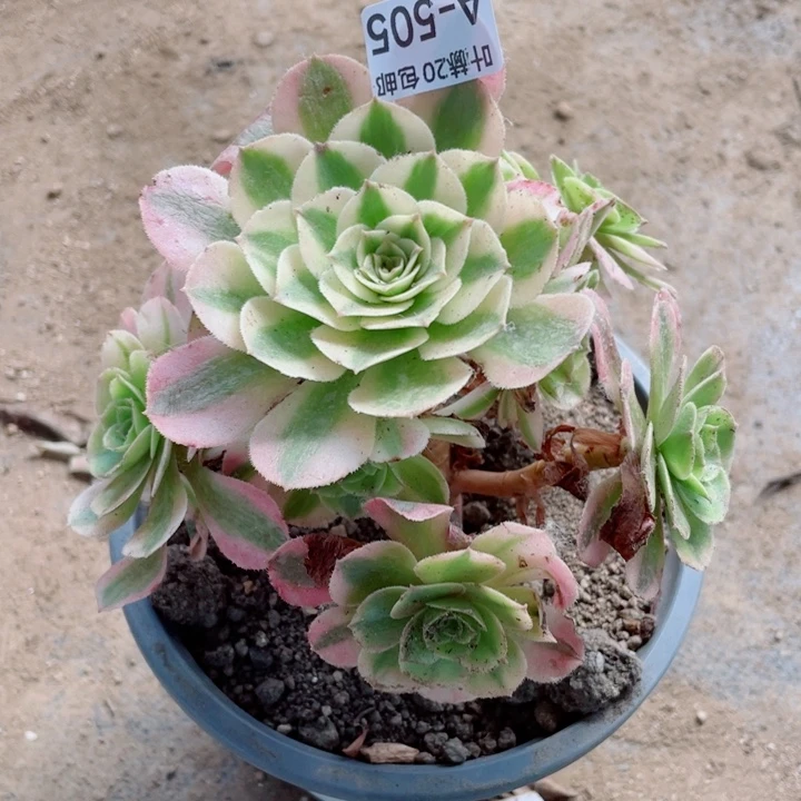 505荔枝多肉12345789