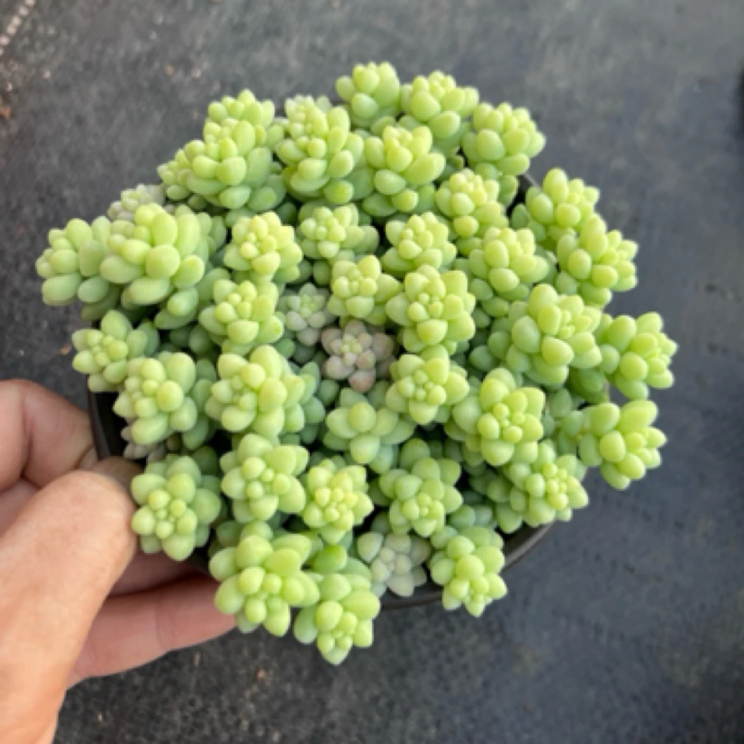 进口多肉绿植盆栽彩虹玉缀带盆土包邮