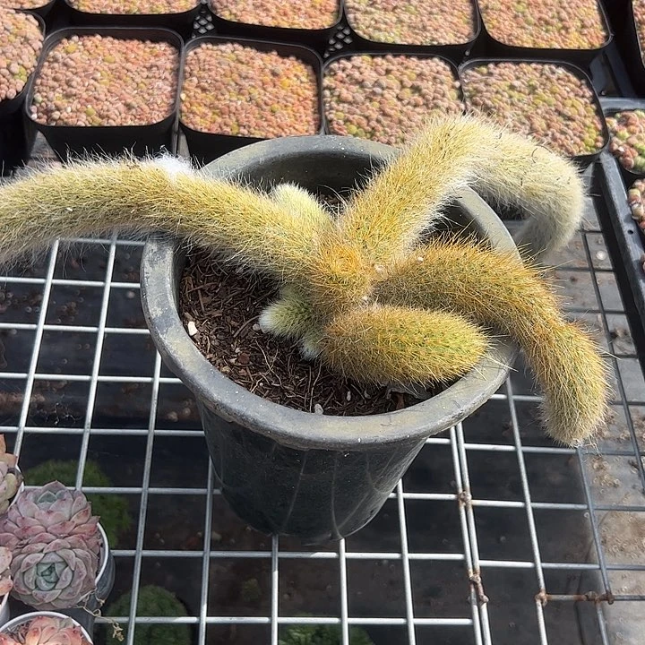 大盆九尾狐多肉植物精品
