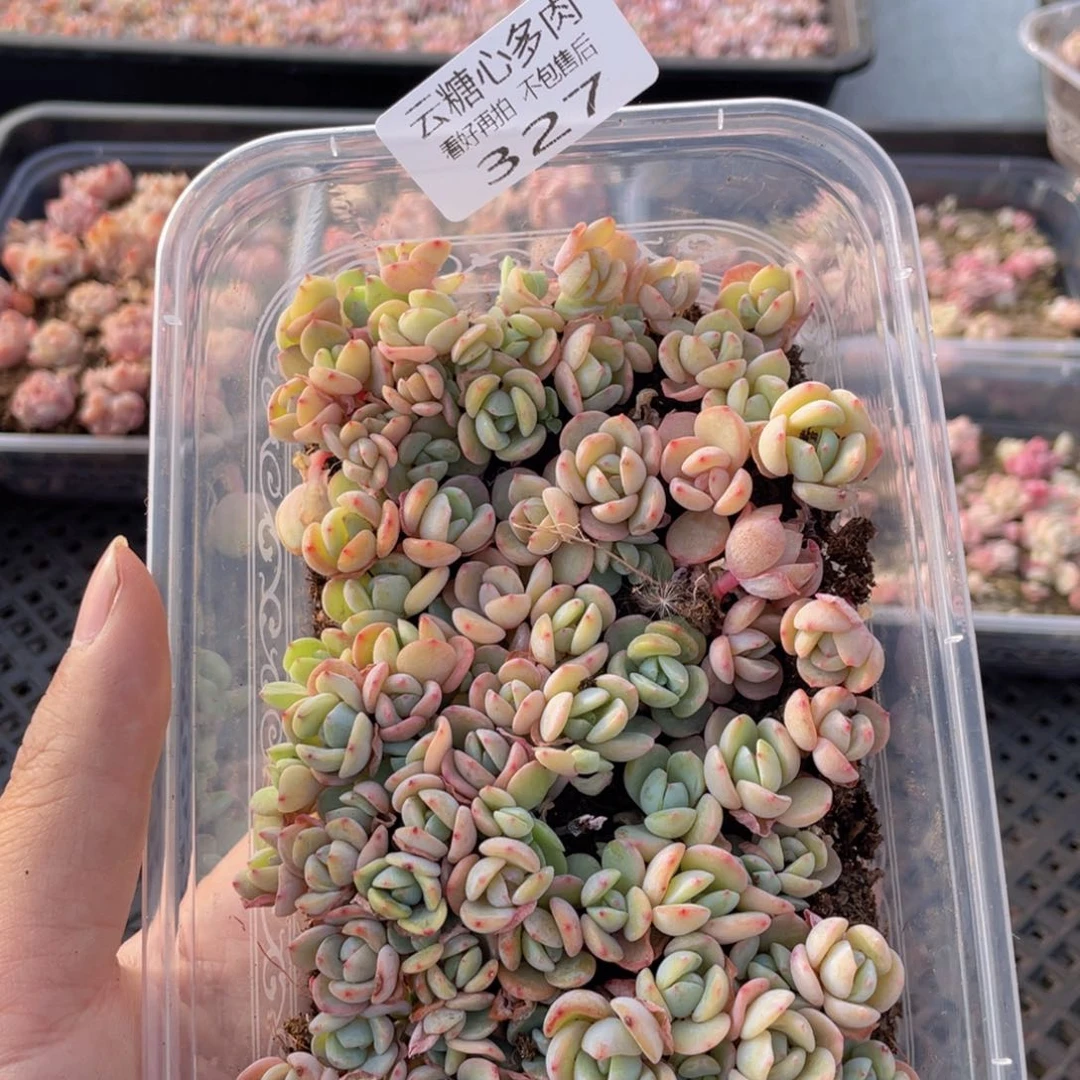 云糖心多肉植物327