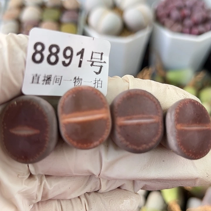 8891 好养易活生石花大母本四年Ko四个2cm左右