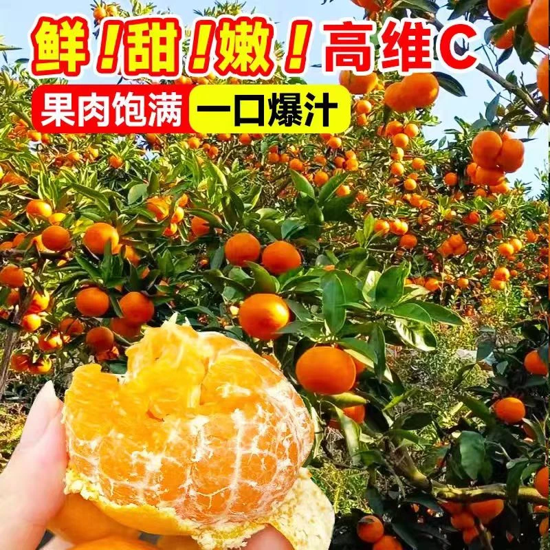 【森哥精选】广西砂糖冰蜜糖桔酸甜五斤一箱京东送货上楼广西壮族自治区