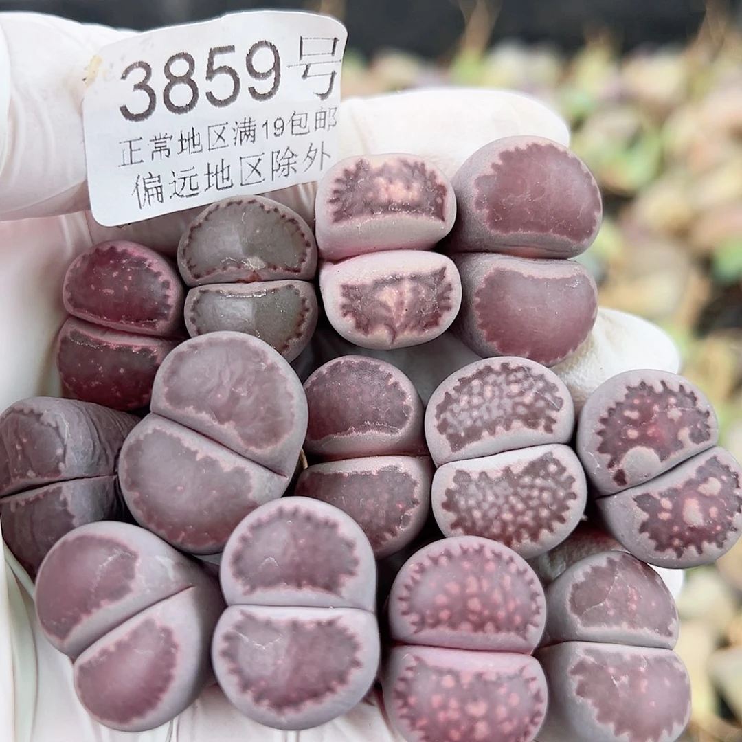 3859 好养易活生石花大母本腿很长特价