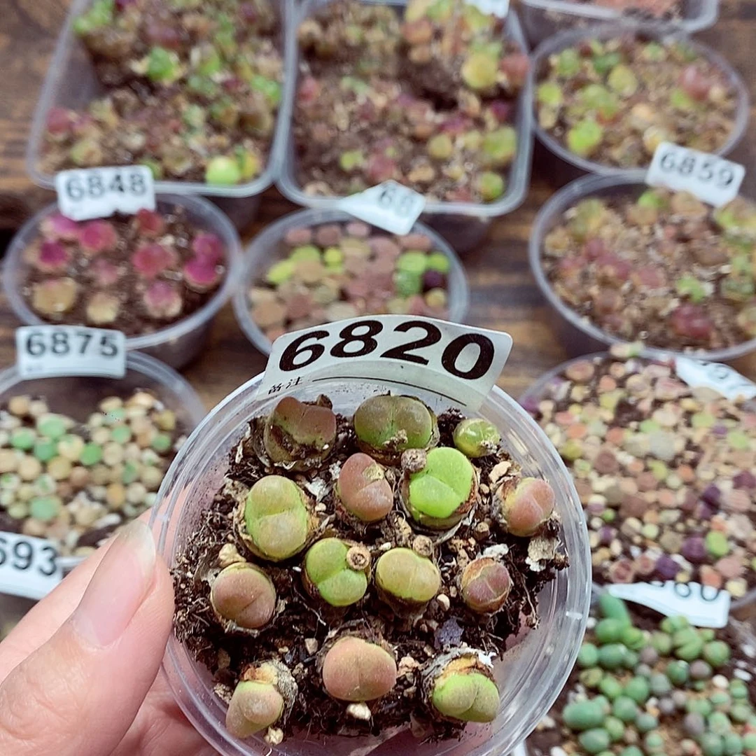 6820蟠桃啊啊啊啊啊