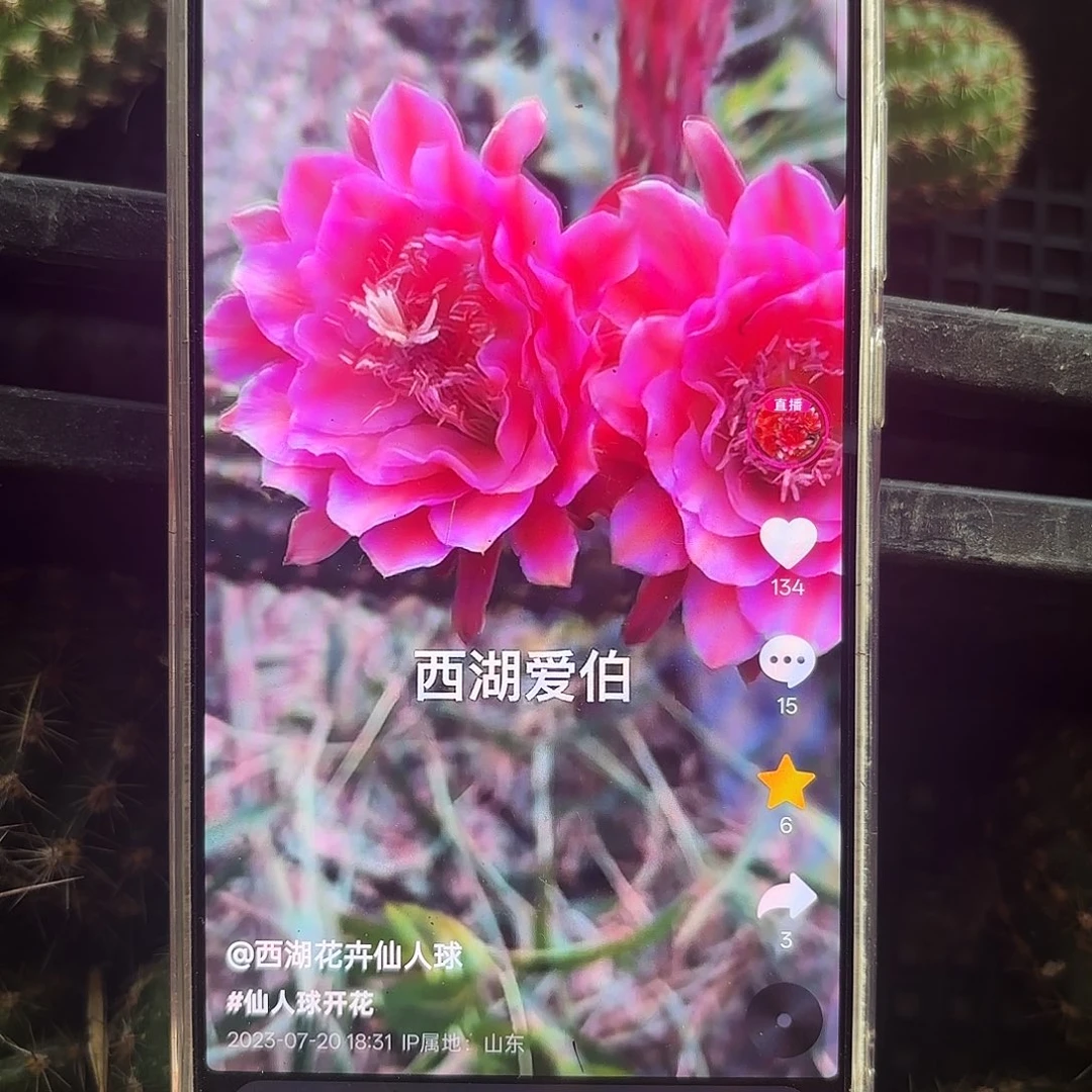 金妞爱伯无根侧牙20包邮30